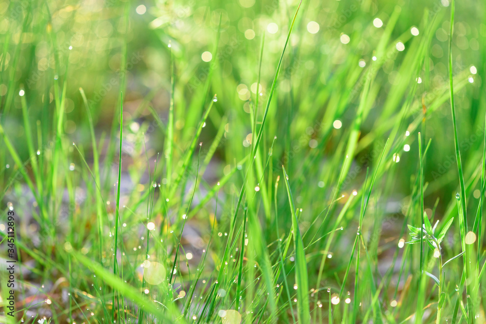 green fresh grass dew drops photo for abstract background. selective focus macro bokeh green fresh grass dew drops photo for abstract background. selective focus macro bokeh