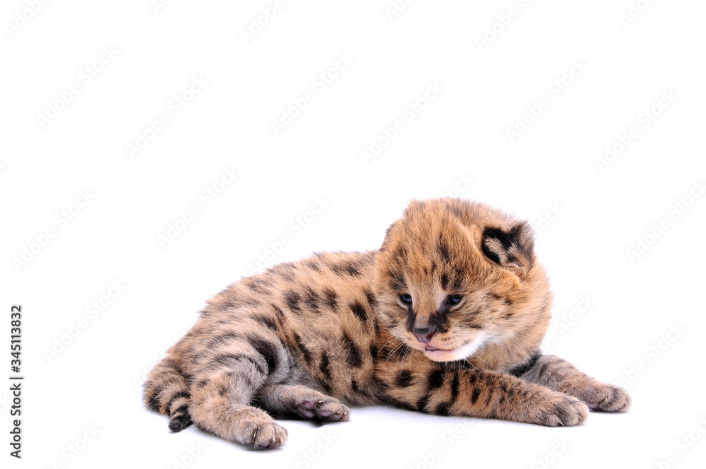 Fototapeta premium Baby Serval