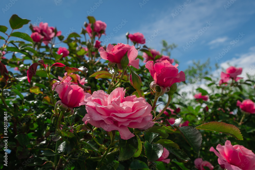 Beautiful pink roses on the rose garden in summer with blu sky in background.