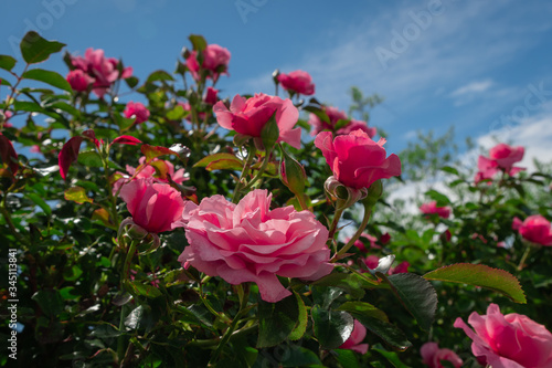Fototapeta Naklejka Na Ścianę i Meble -  Beautiful pink roses on the rose garden in summer with blu sky in background.
