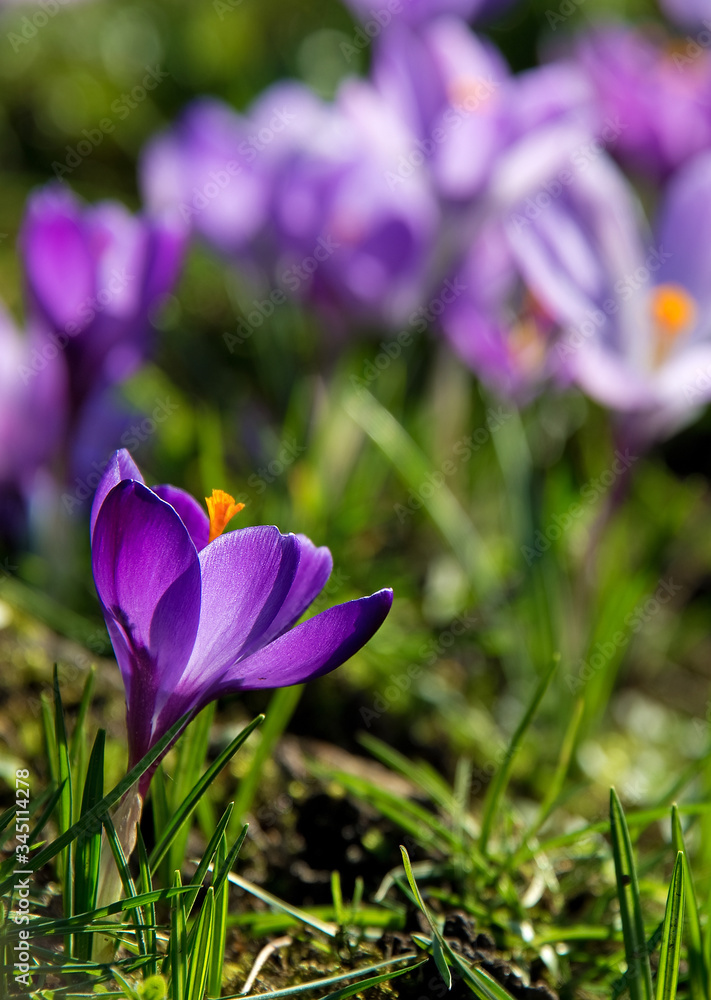 Krokus, lila Blüten auf einer Wiese Krokus, lila Blüten auf einer Wiese