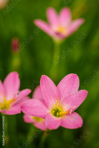 purple rain lily flower. © songphon