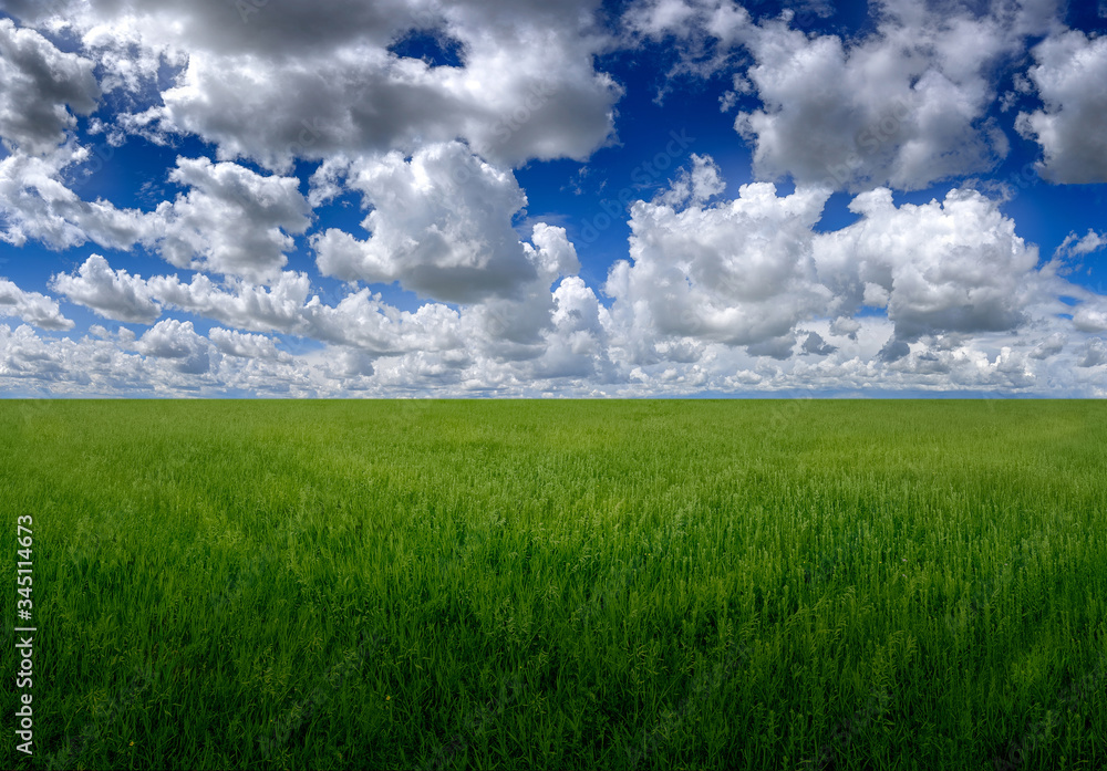 Fototapeta premium Green grass field on big hills and blue sky with clouds
