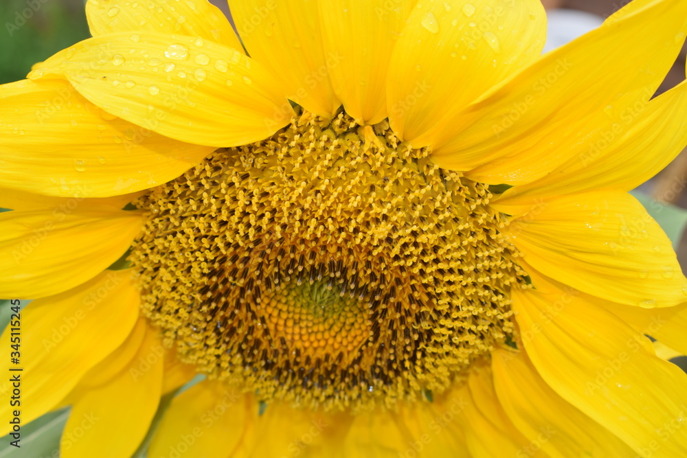 close-up of yellow sunflower after rain with drops of water on petals close-up of yellow sunflower after rain with drops of water on petals