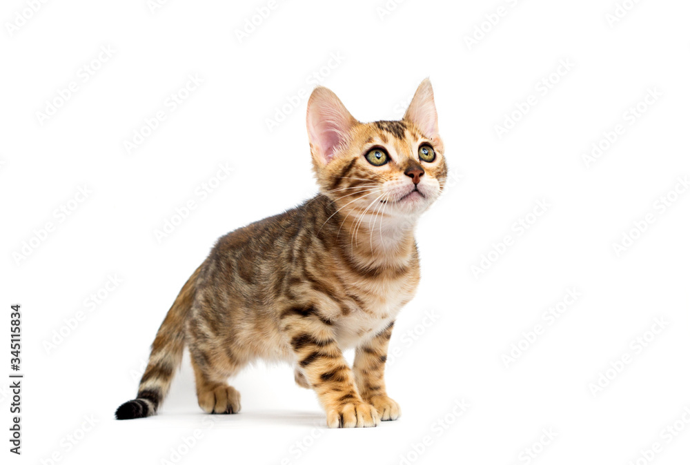 cat hunts on a white background