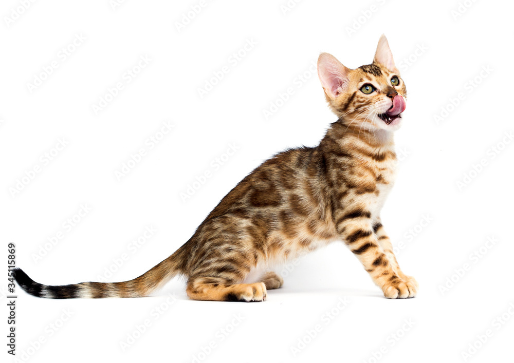 Naklejka premium cat hunts on a white background