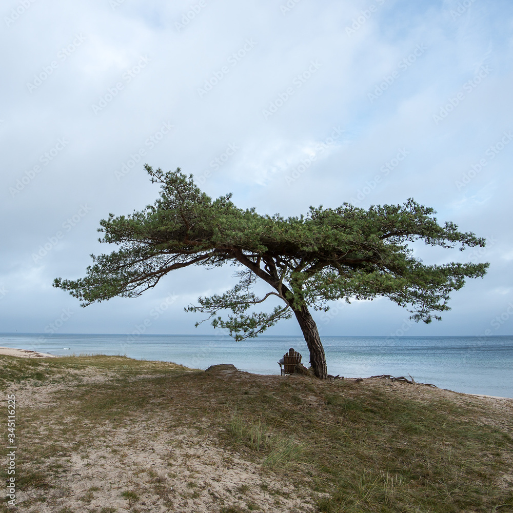 Social distancing, lonely tree and one person relaxing at Sweden's east coast, Osterlen. Cloudy sky as background with place for text, copy space.