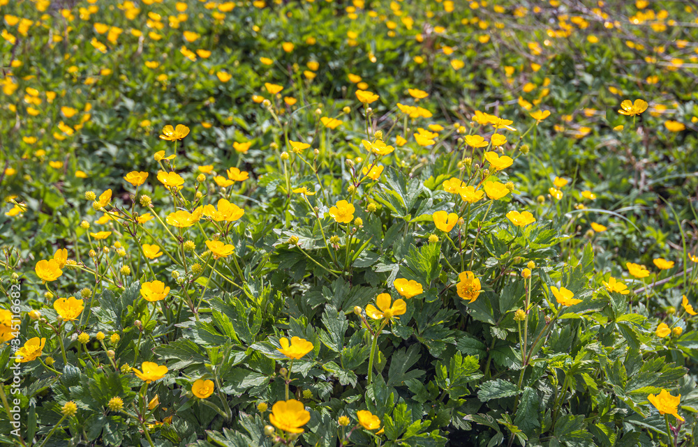 Yellow flowering buttercups close from a bird's eye view