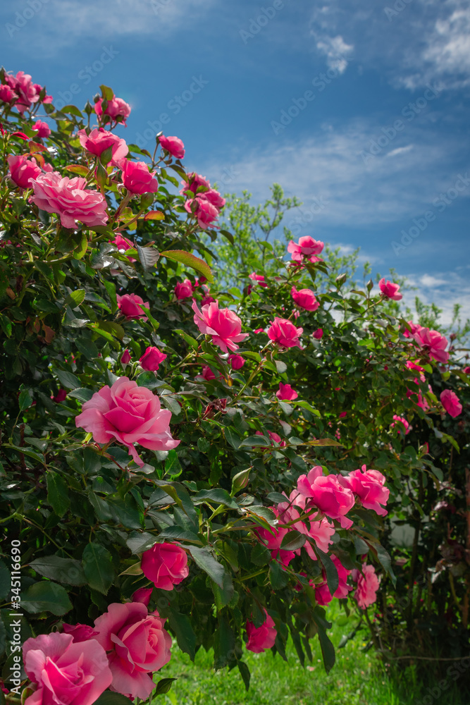Beautiful pink roses on the rose garden in summer with blu sky in background.