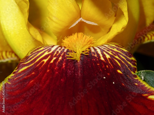 Iris photo