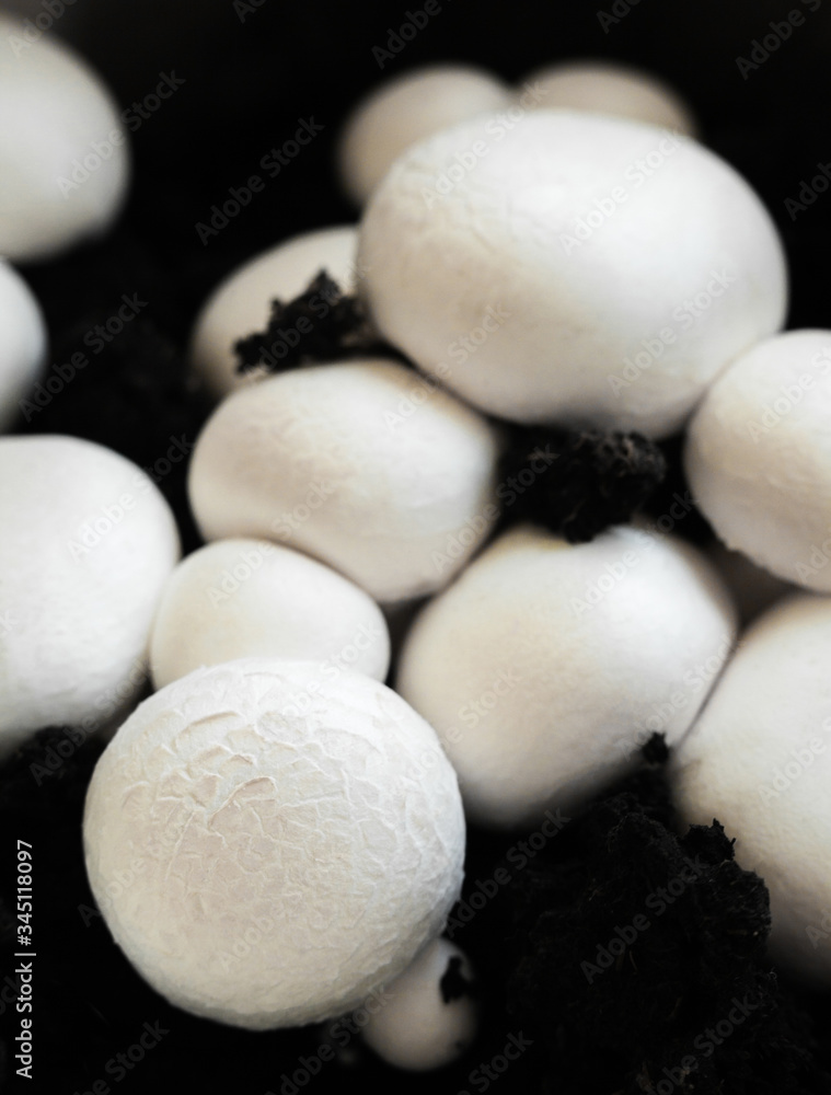 Button mushrooms in the ground Button mushrooms in the ground