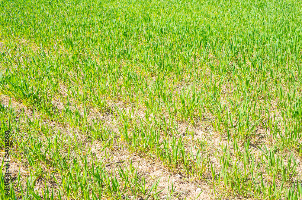 Summer green grass. Agricultural field with plants in the sun. Background for graphic design of agro booklet. Summer green grass. Agricultural field with plants in the sun. Background for graphic design of agro booklet.