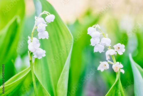 Wild white flowers lily of the valley in green forest with sun macro shot