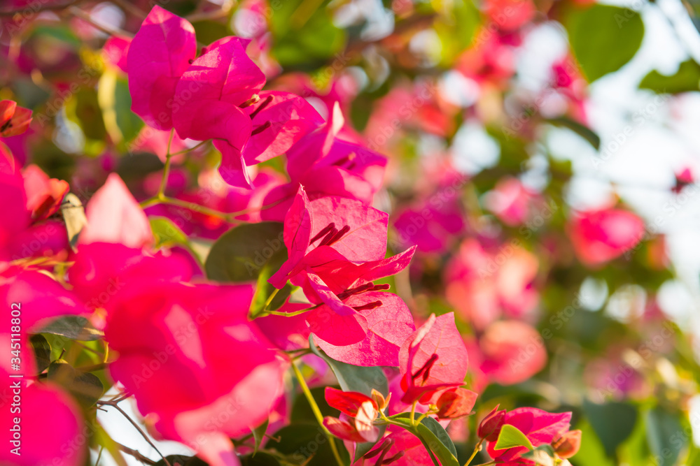 Floral branches blooming with beautiful pink flowers of bougainvillea in tropical garden