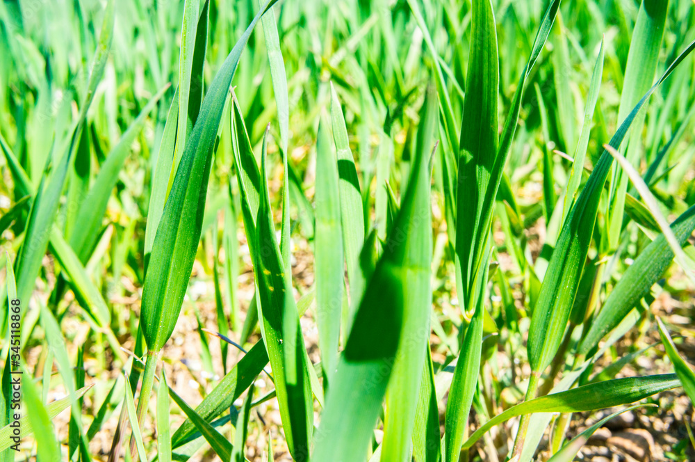 Fototapeta premium Summer green grass closeup. Large leaves. Agricultural field with plants in the sun. Background for graphic design of agro booklet.