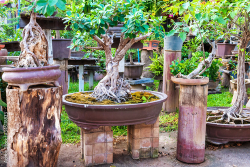 Beautiful small bonsai trees with green leaves in old pots in oriental garden