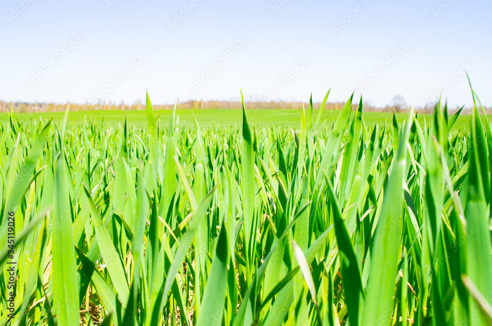Fototapeta premium Summer green grass closeup. Large leaves. Agricultural field with plants in the sun. Background for graphic design of agro booklet.
