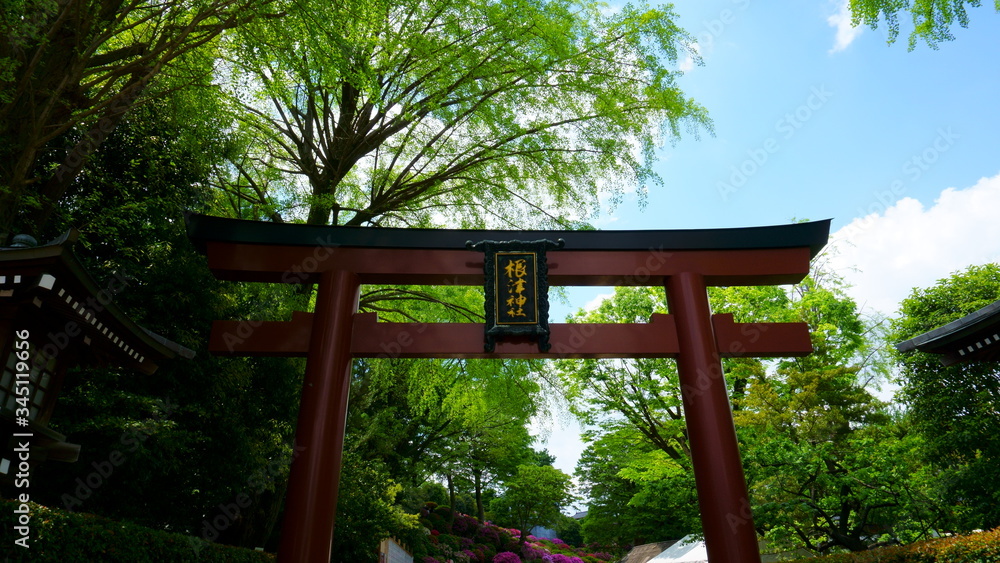 Tokyo / Japan. Nezu Shrine is a Shinto shrine located in the Bunkyo ward of Tokyo. It is famous for its Azalea Festival (Tsutsuji Matsuri). Red myojin torii at one of the entrances Tokyo / Japan. Nezu Shrine is a Shinto shrine located in the Bunkyo ward of Tokyo. It is famous for its Azalea Festival (Tsutsuji Matsuri). Red myojin torii at one of the entrances