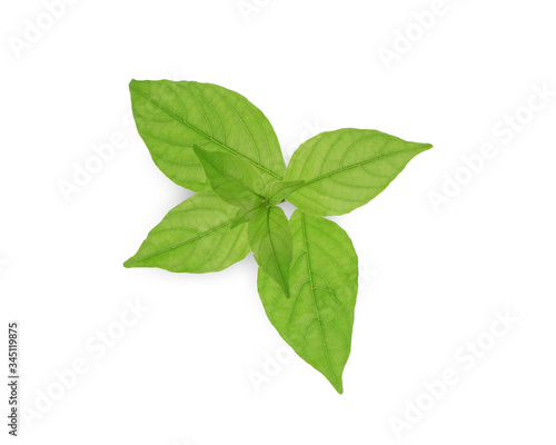 Green leaves isolated on white background this has clipping path. 
