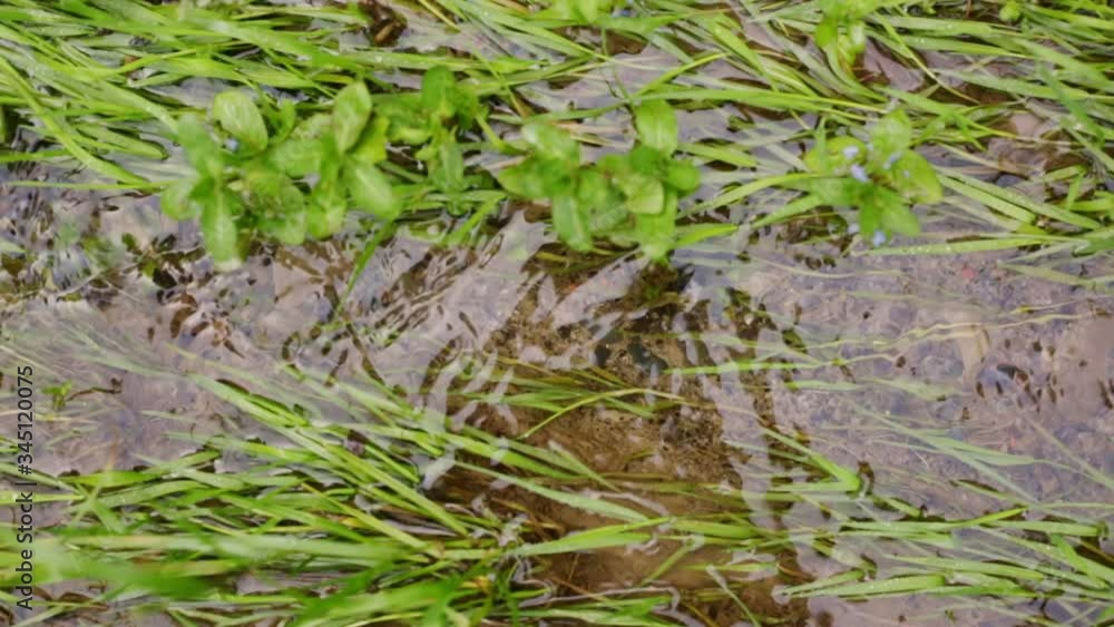 Clear water with green plant and grass, crystallic streams, beautiful landscape, fine nature, mountain streams with pure water, fresh air, shallow brook. Clean bottom of creek. Nature, ecology concept Clear water with green plant and grass, crystallic streams, beautiful landscape, fine nature, mountain streams with pure water, fresh air, shallow brook. Clean bottom of creek. Nature, ecology concept