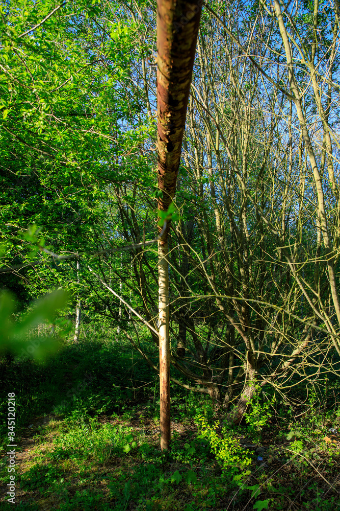 Fototapeta premium Quand la nature reprend ses droits sur le football