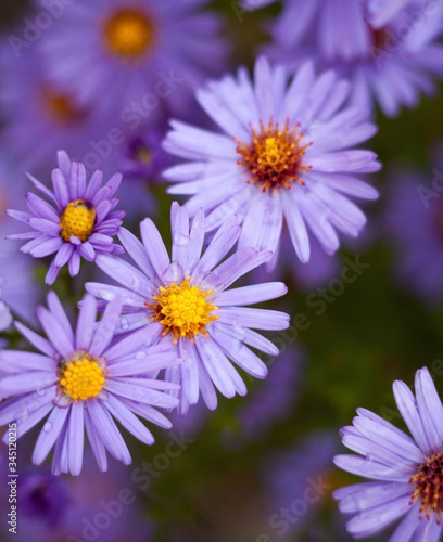 Blue aster flowers.