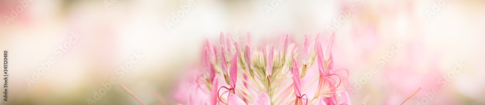 Nature of flower in garden using as cover page background natural flora wallpaper or template brochure landing page design