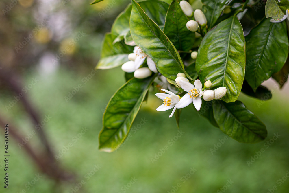 Fototapeta premium The orange blossom