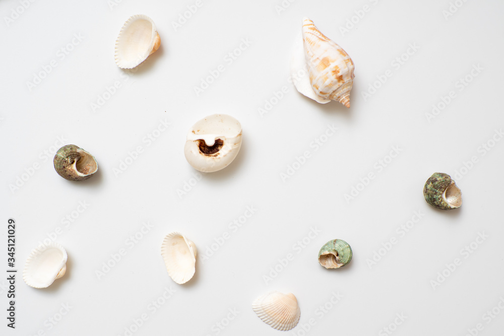 Obraz premium Different seashells on a white background , the concept of holidays by the sea.