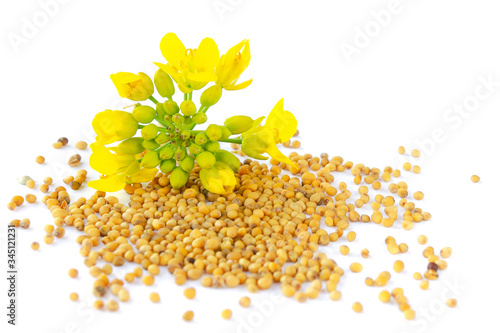 Photo Mustard plant with yellow flowers and seeds