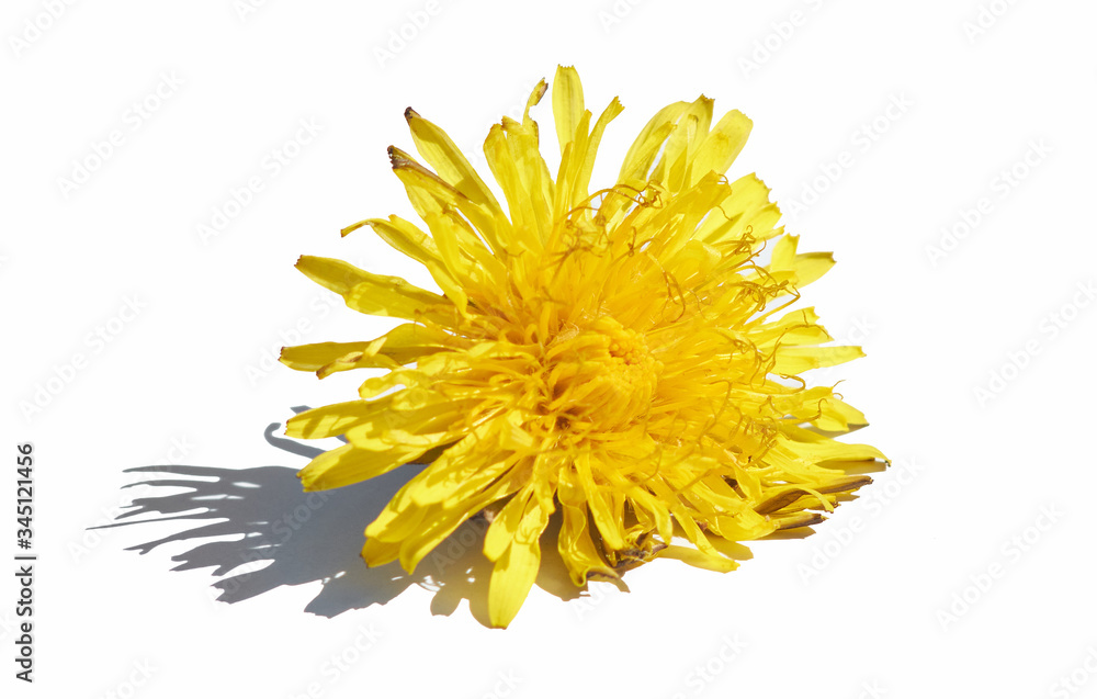 single dandelion flower on an isolated white background with shadow single dandelion flower on an isolated white background with shadow