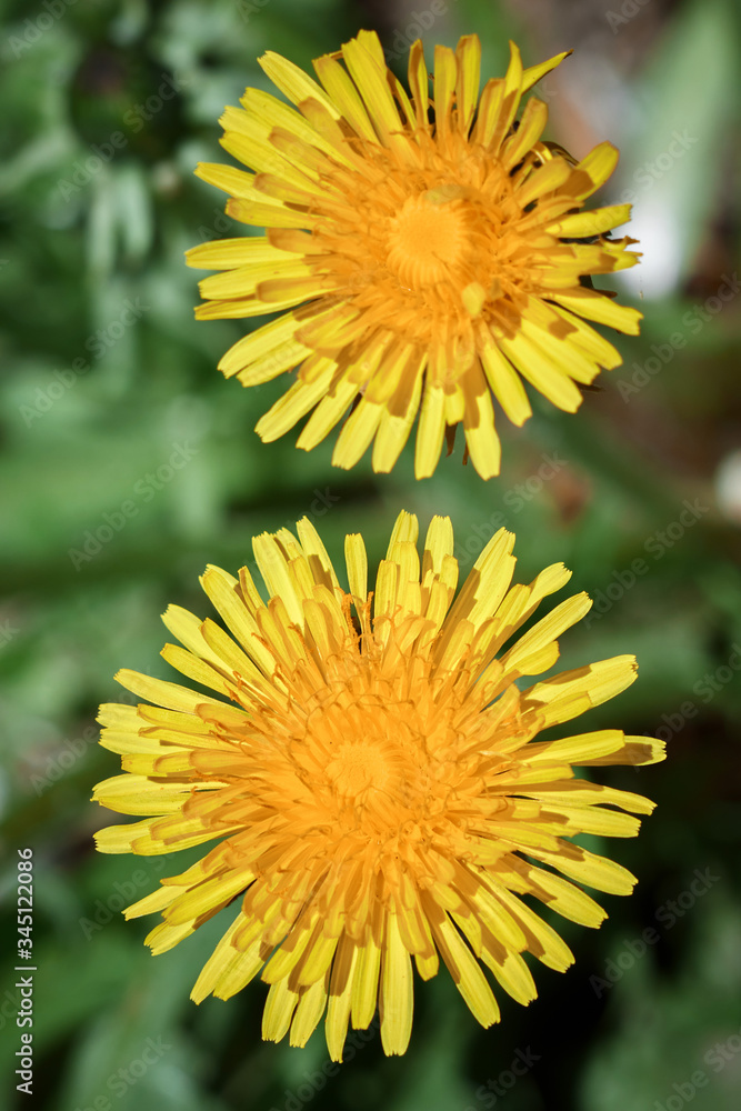 two dandelions on a background of green grass two dandelions on a background of green grass