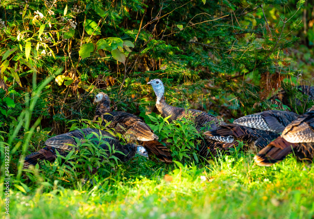 Wisconsin Wild turkeys feeding and hiding in the thick brush in early autumn - obrazy, fototapety, plakaty 