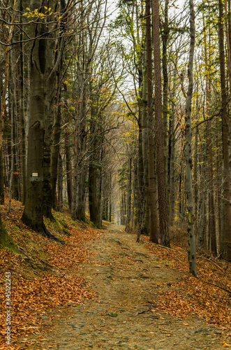 Gold autumn in mountains