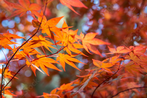 紅葉のイメージ
