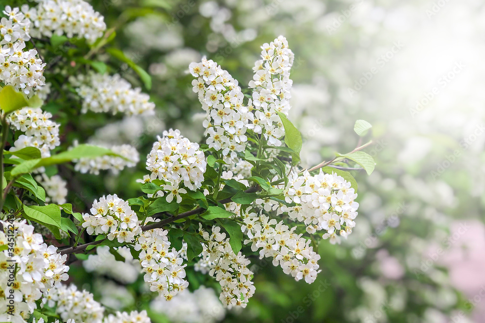 Bird cherry closeup with selective focus and shallow depth of field. Bird-cherry tree Bird cherry closeup with selective focus and shallow depth of field. Bird-cherry tree