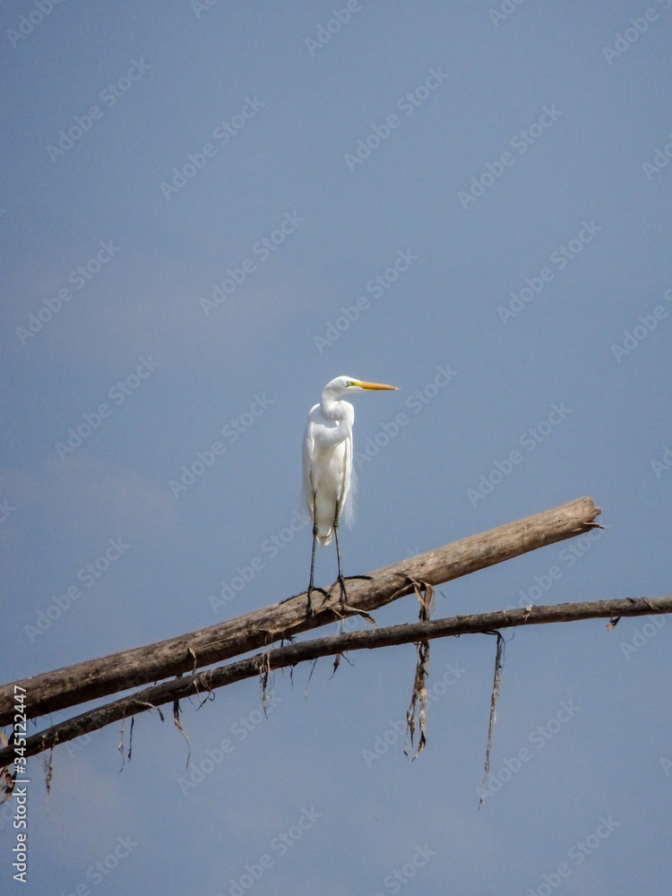 Heron sitting on a brench, Amazon River, Brasil Heron sitting on a brench, Amazon River, Brasil