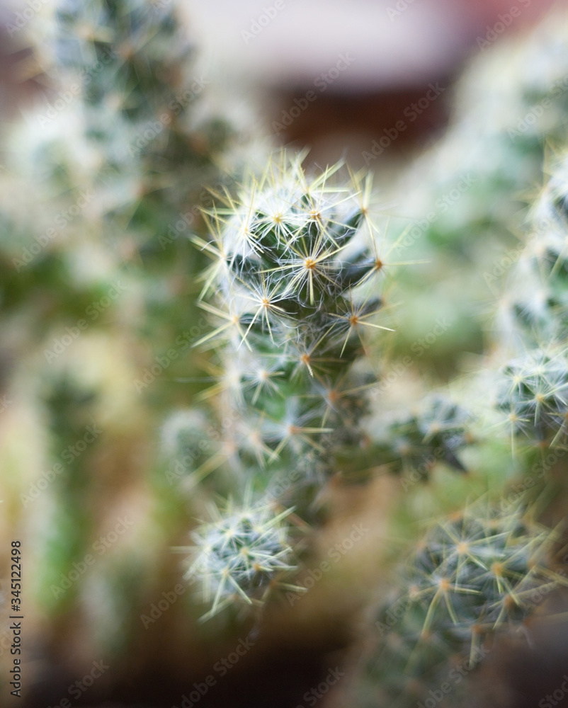 Cactus. Succulent plant. Cactus. Succulent plant.