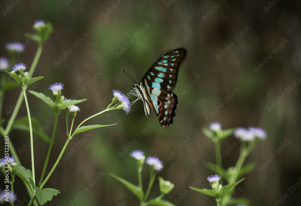 butterfly on a flower