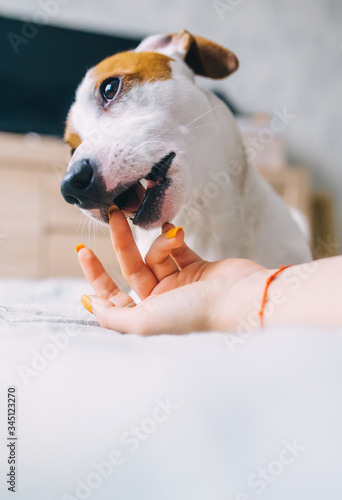 Cheerful Jack Russell terrier playfully biting the fingers of its owner. Closeup