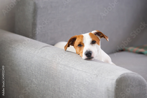 Tired and lazy jack russell terrier dog falls asleep, lying on sofa, relaxing at home. Closeup © Irina84