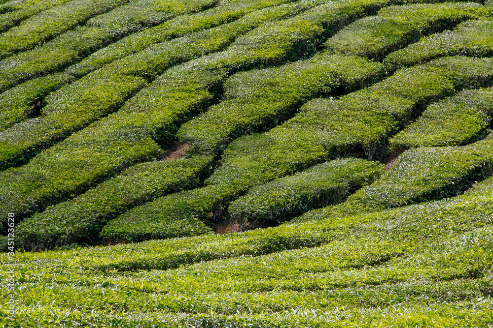 Tea plantation at the Cameron Highlands in Malaysia Tea plantation at the Cameron Highlands in Malaysia