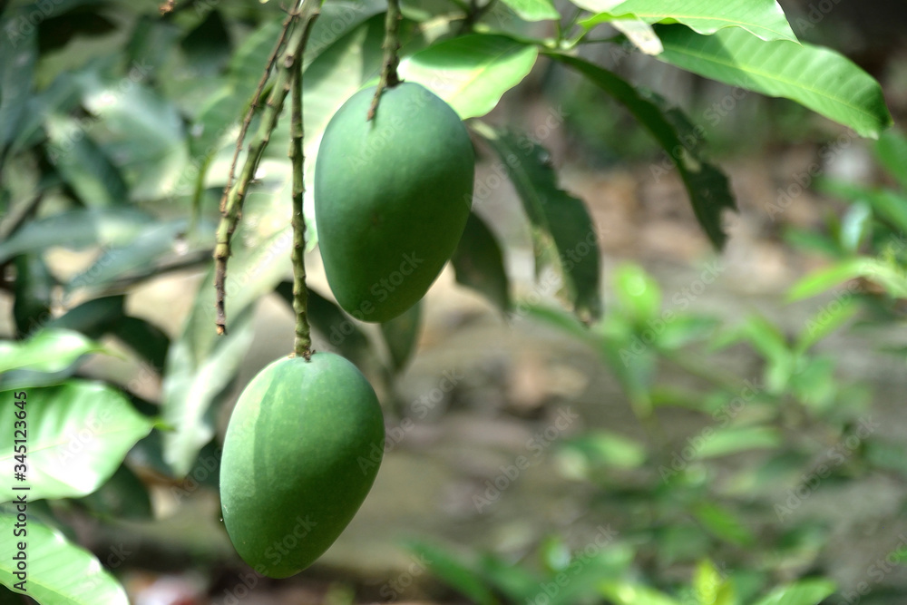 fruit, tree, green, food, nature, leaf, apple, branch, garden, plant, agriculture, healthy, leaves, fresh, nut, organic, walnut, natural, summer, unripe, ripe, orchard, farm, growing, growth, mango