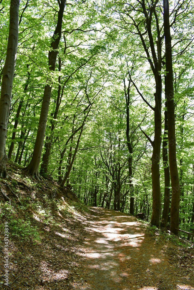 Obraz premium Las i góry