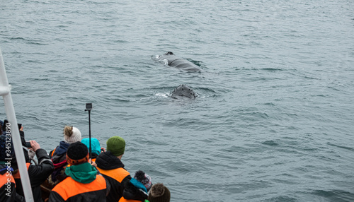 Konstfotografi Whale Watching in Husavik, northern Iceland