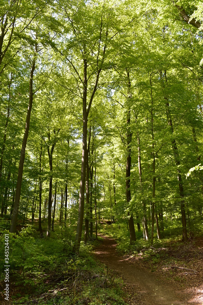 Wald und Berge