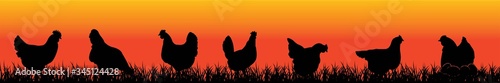 chicken silhouette on the grass, with nature at sunset, vector 
Illustration