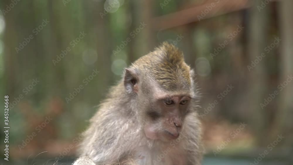 Wild monkeys watch brocade carps swimming in the pond at sacred monkey forest in Ubud, Bali, Indonesia. Monkey forest park travel landmark in Asia where monkeys live in wildlife environment Wild monkeys watch brocade carps swimming in the pond at sacred monkey forest in Ubud, Bali, Indonesia. Monkey forest park travel landmark in Asia where monkeys live in wildlife environment
