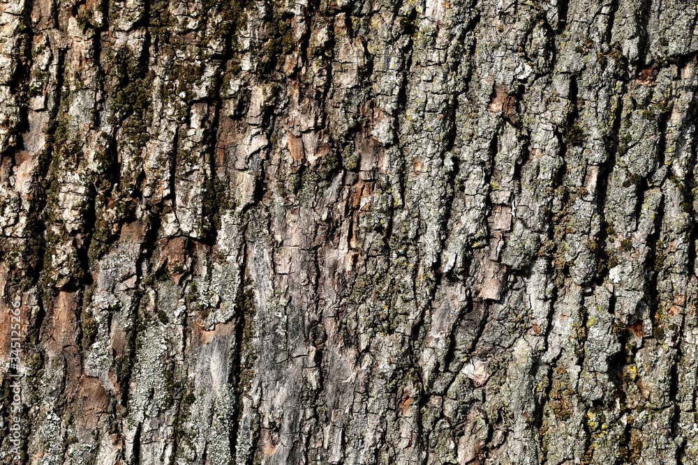 Texture of an old tree that is over 100 years old
Texture of an old tree that is over 100 years old