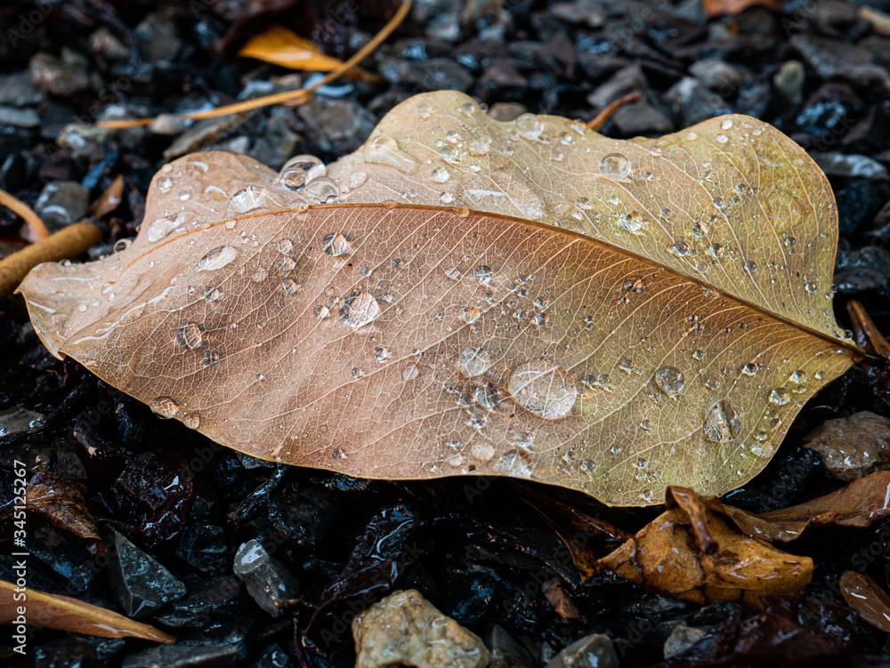 Photos of water droplets on golden leaves. Photos of water droplets on golden leaves.